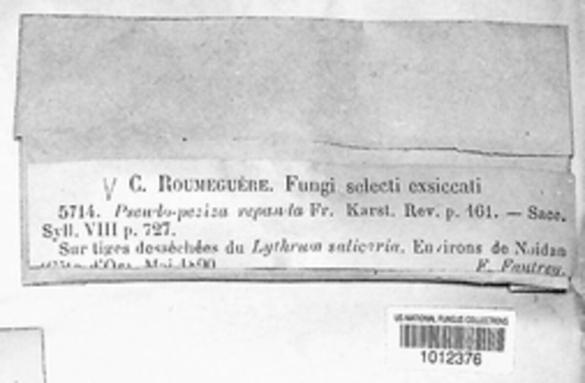 Pseudopeziza repanda image